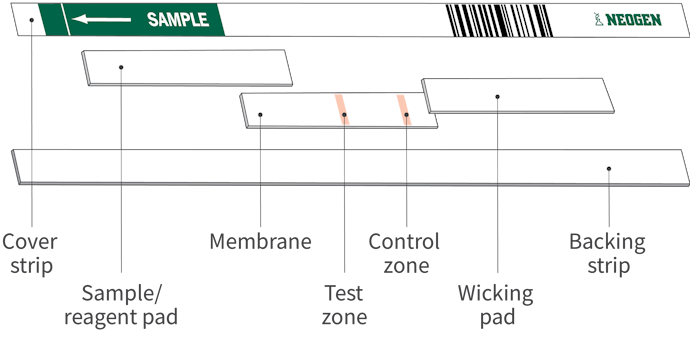 Official_BetaStar_Specifications-Photo.png