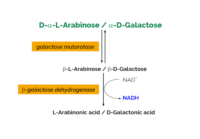Megazyme_Scheme-K-ARGA-ProdIm.png