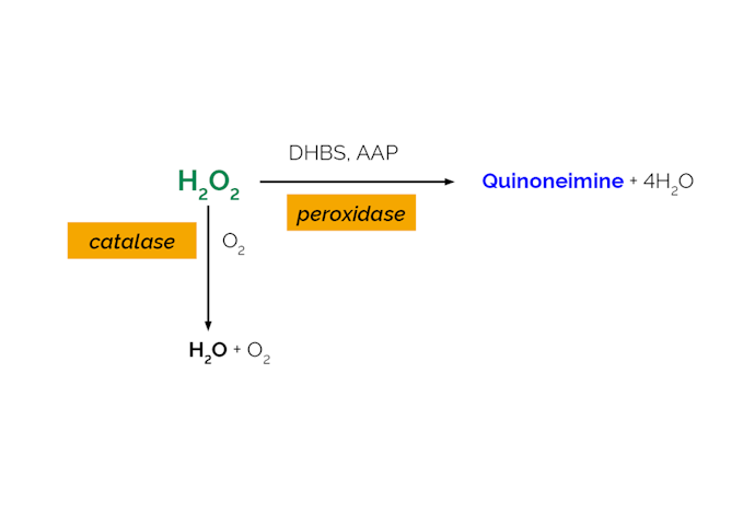 Megazyme_Scheme-K-CATAL-ProdIm.png