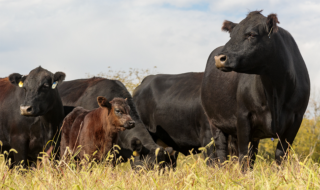 Three Beef Cattle