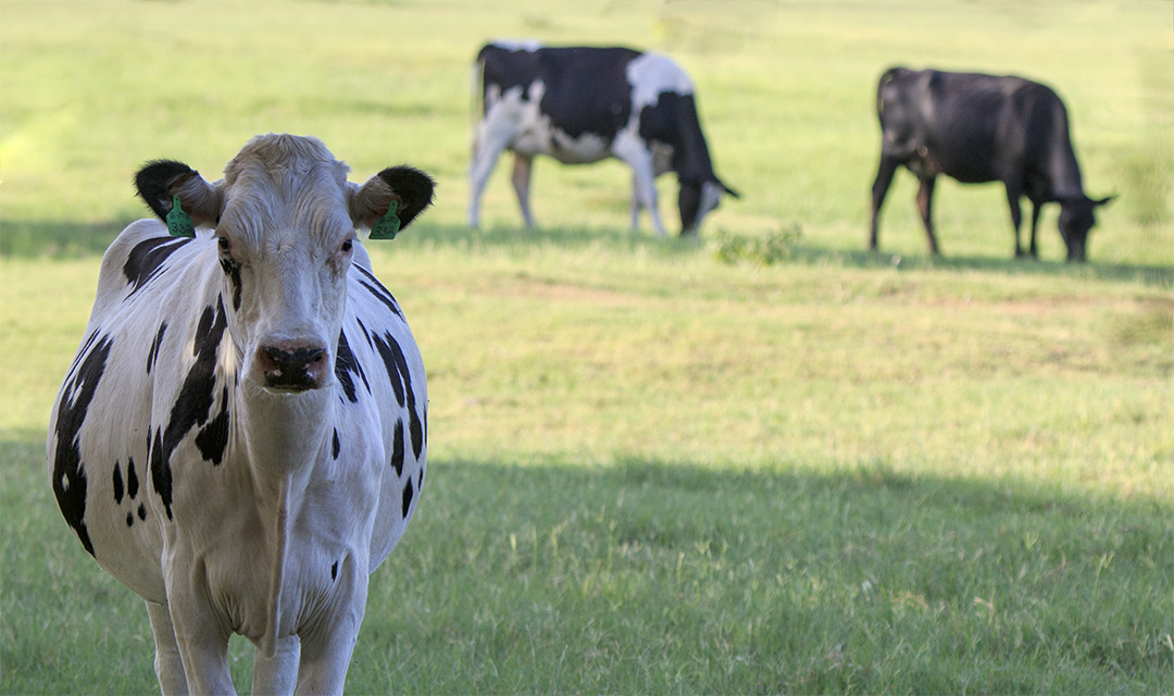 Tagged Dairy Cow