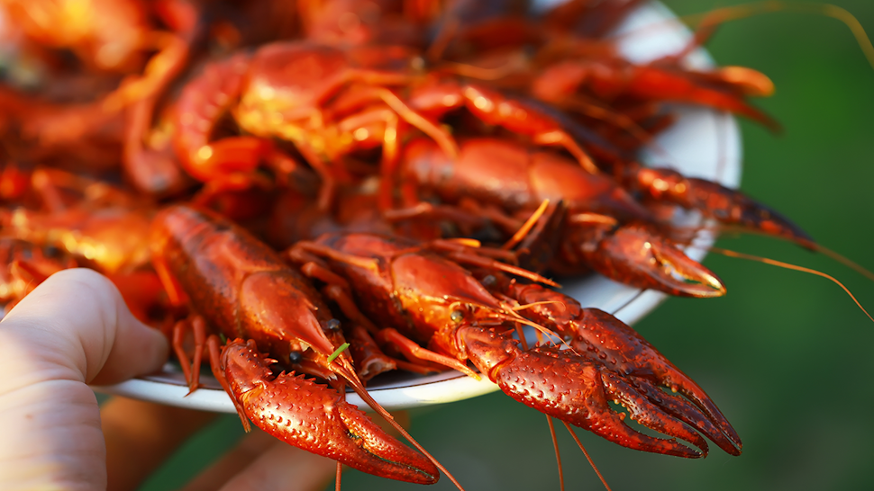 A close-up view of a plate filled with bright red boiled crawfish, held in a hand, with sunlight highlighting their shells and claws.
