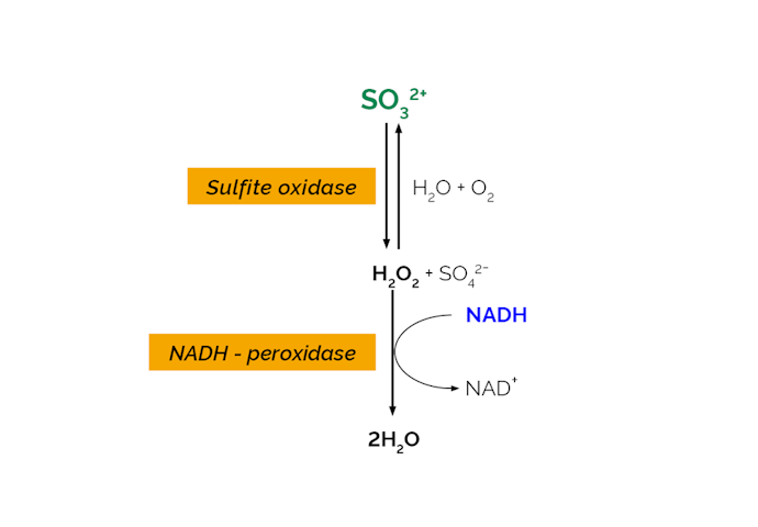 Megazyme_Scheme-K-ETSULPH-ProdIm.png