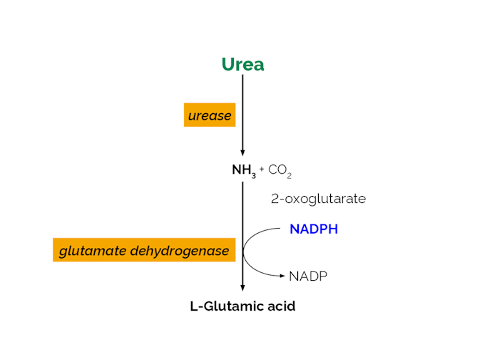 Megazyme_Scheme-K-URAMR-ProdIm.png