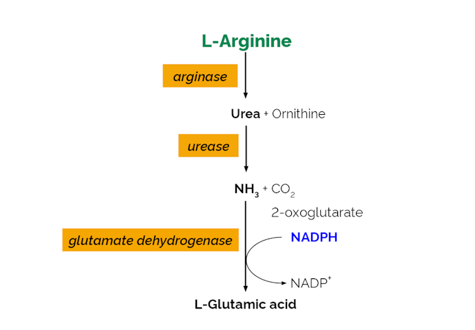Megazyme_Scheme-K-LARGE-ProdIm.png