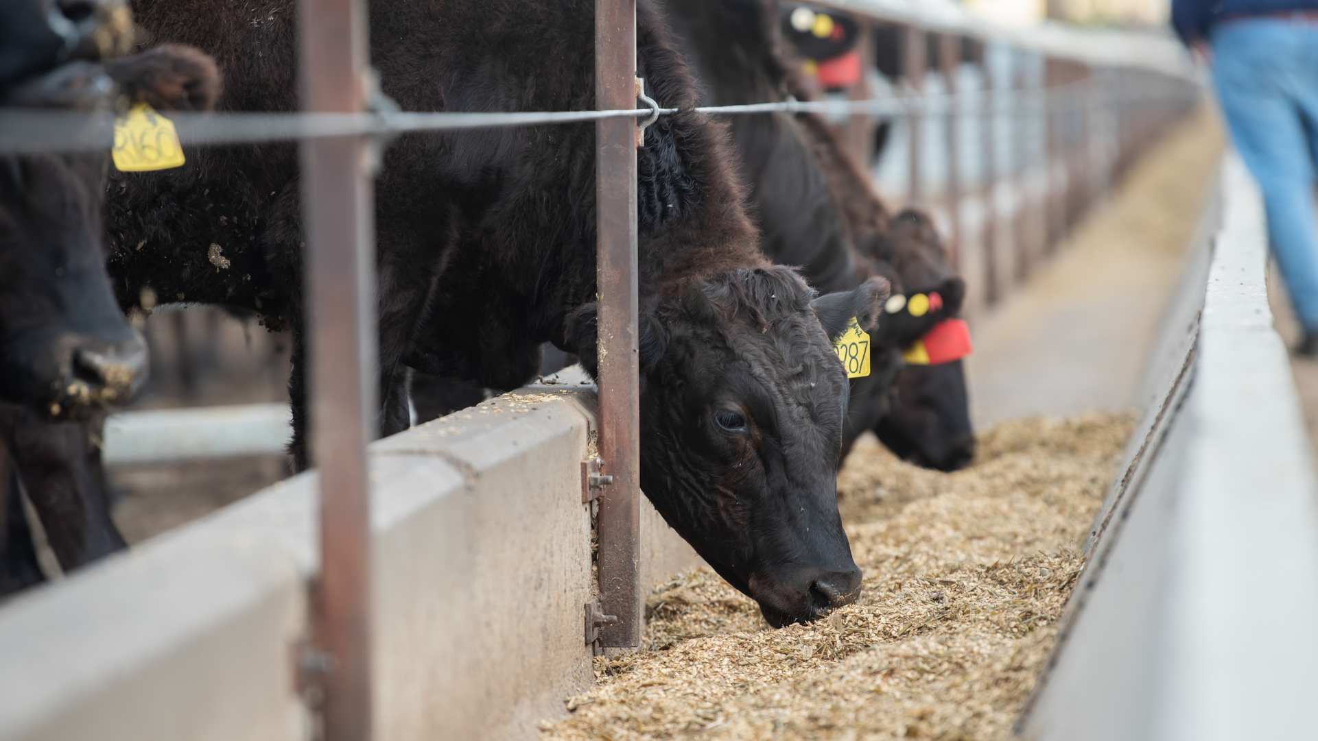 Wagyu-FeederAF_HeroPic.png
