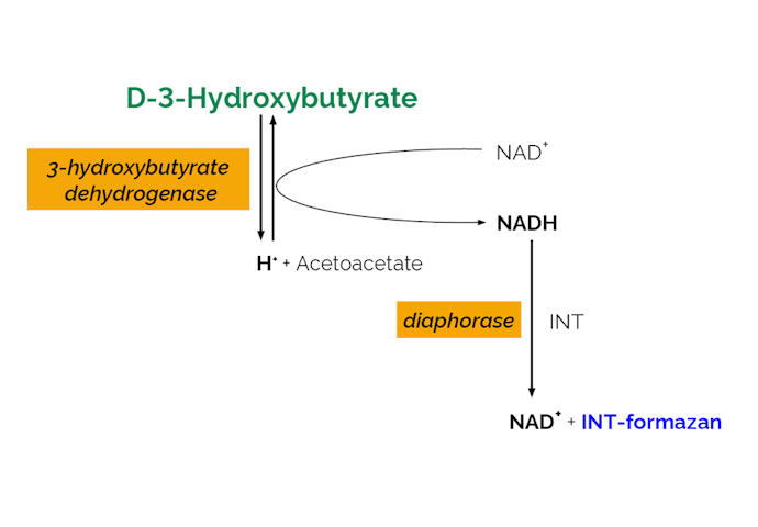 Megazyme_Scheme-K-HDBA-ProdIm.png