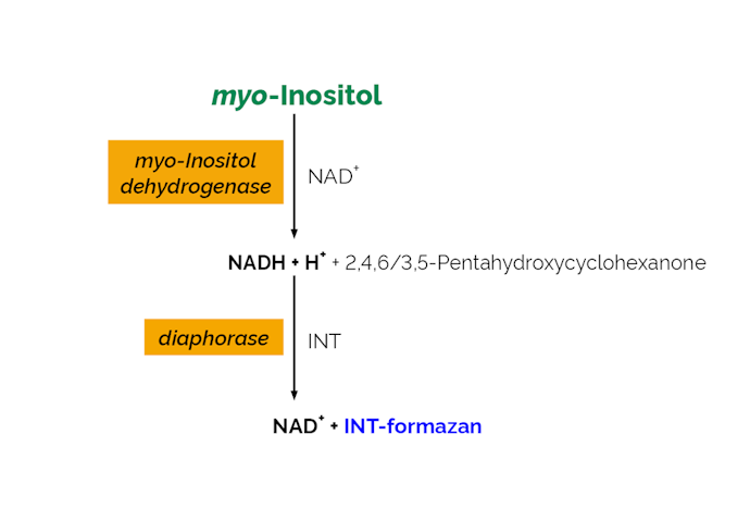 Megazyme_Scheme-K-INOSL-ProdIm.png