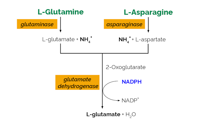 Megazyme_Scheme-K-ASNAM-ProdIm.png