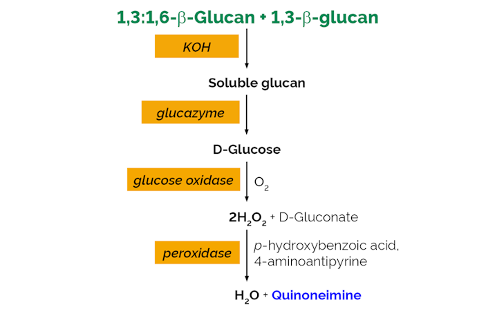 Megazyme_Scheme-K-EBHLG-ProdIm.png