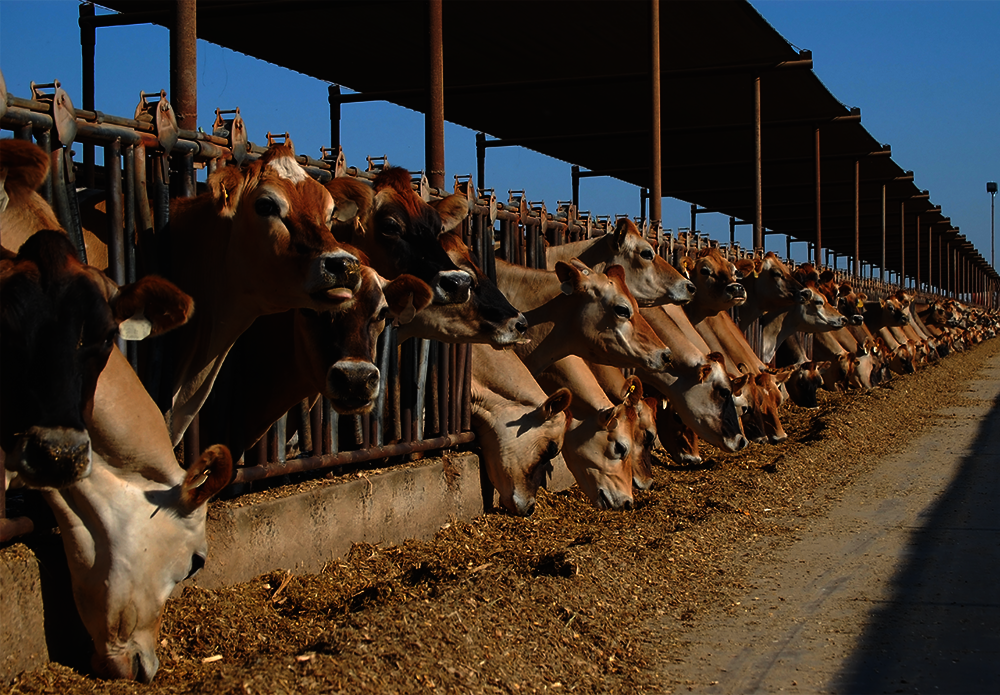Official_288_Igenity-Milk-Proteins-Plus_Jersey-Cows_Kit-Photo.png