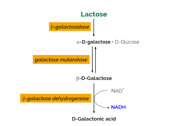 Megazyme_Scheme-K-LACGAR-ProdIm.png