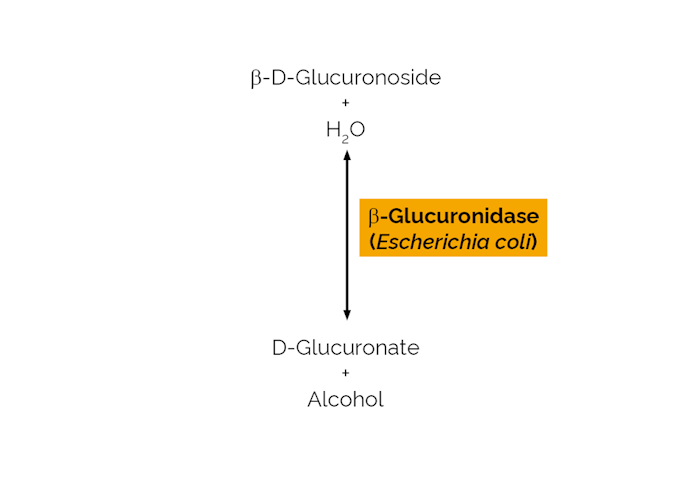 Megazyme_Scheme-E-BGLAEC.png