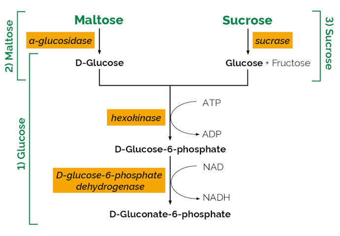Megazyme_Scheme-K-MASUG-ProdIm.png