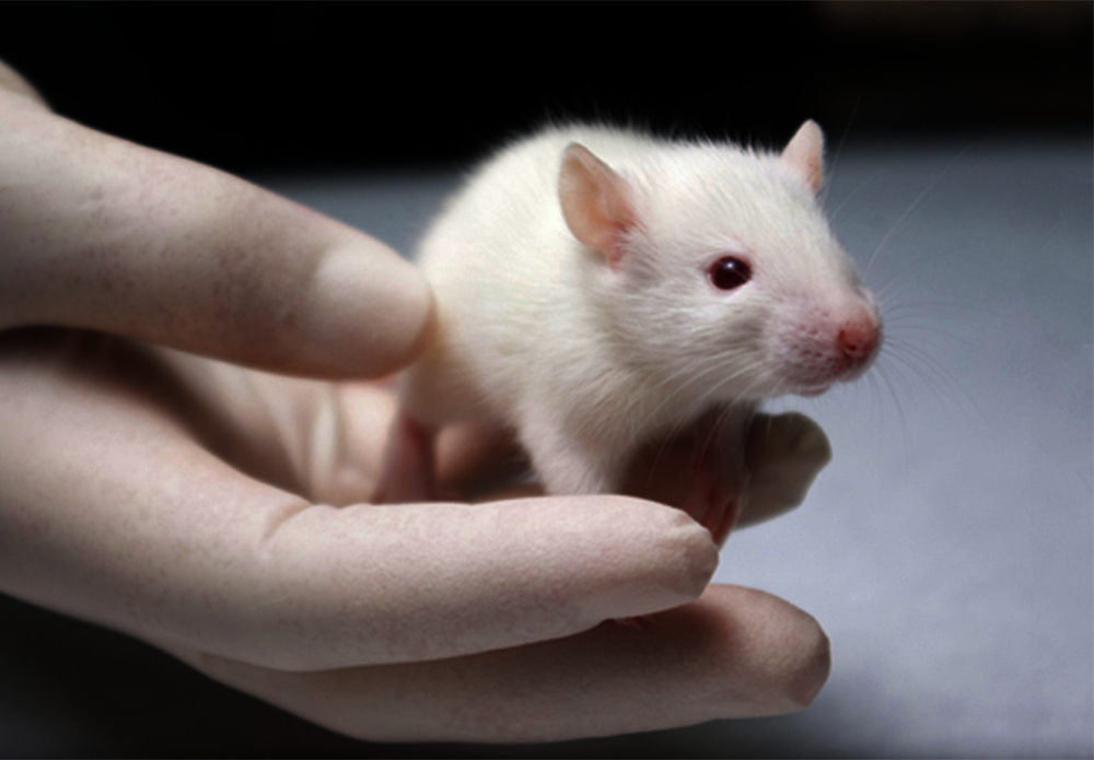 Official_550_GigaMuga-lab-mouse_kit-photo.png