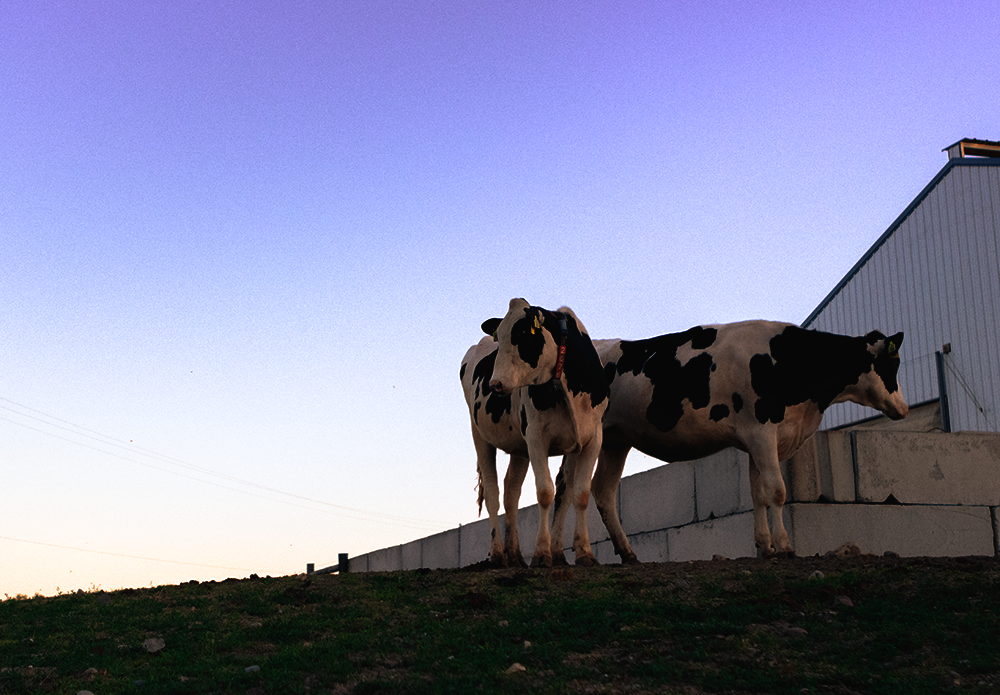 Official_31_Igenity-Basic-Plus-Holstein_Kit-Photo.png