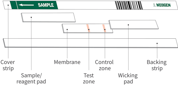 Official_BetaStar_Specifications-Photo.png
