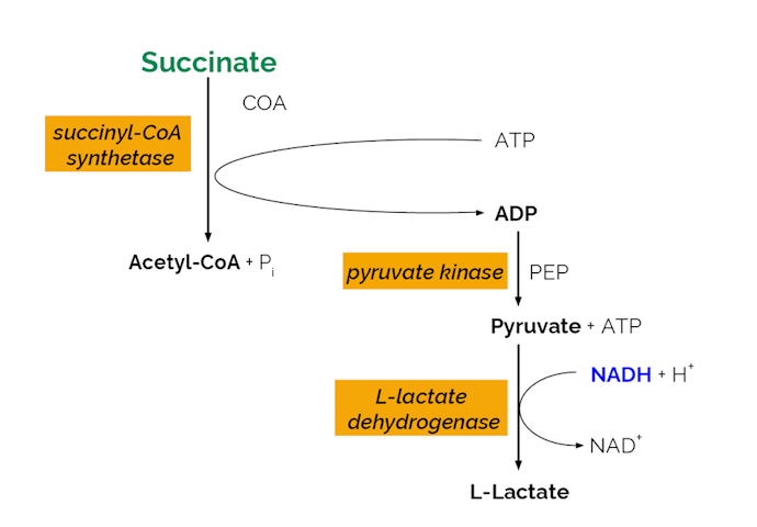 Megazyme_Scheme-K-SUCC-ProdIm.png