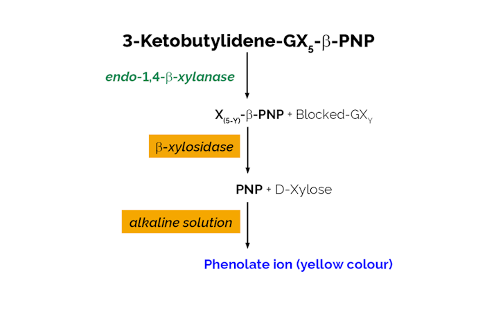 Megazyme_Scheme-K-XylX6-ProdIm.png