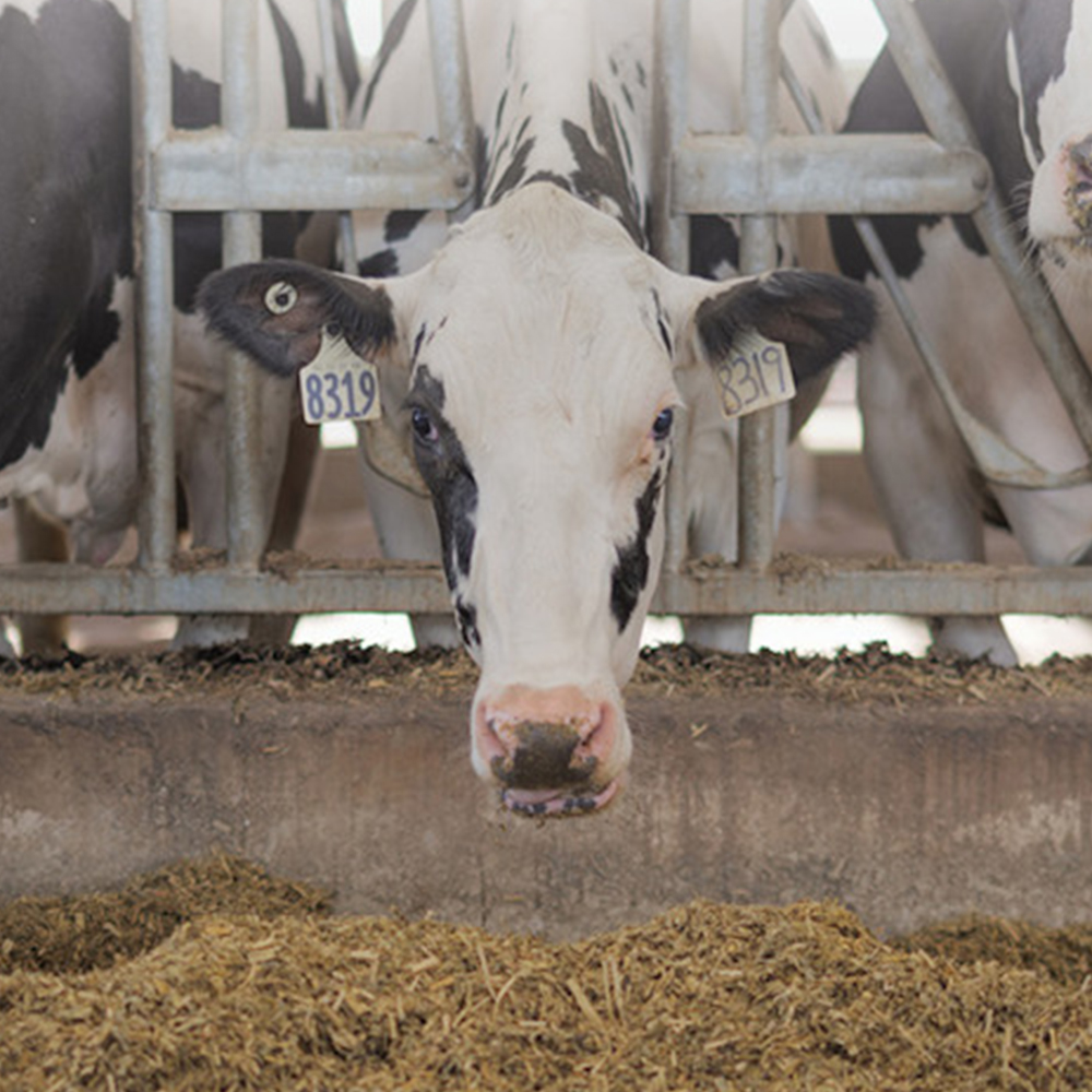 Official_80007_Igenity-Enhanced-Dairy_1000x1000_Photo.png