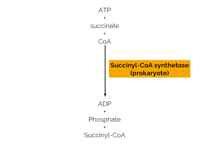 Megazyme_Scheme-E-SCOAS.png