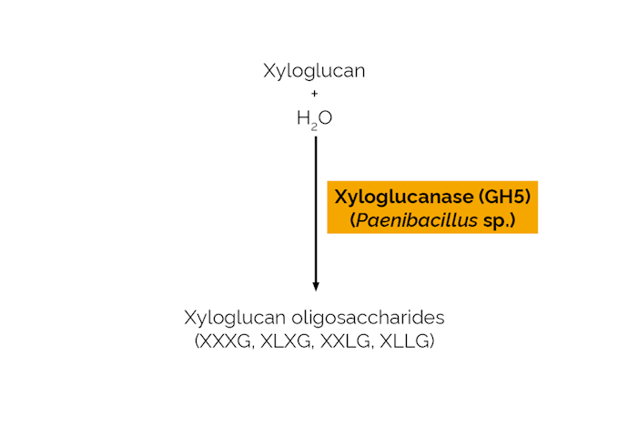 Megazyme_Scheme-E-XEGP.png