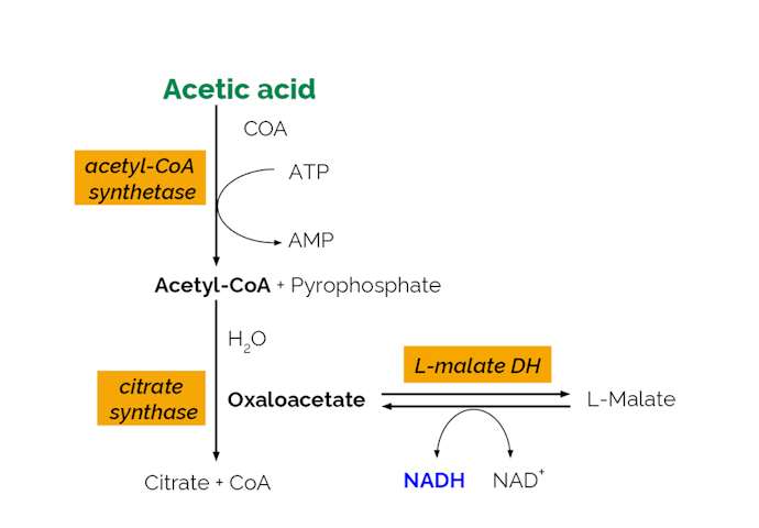 Megazyme_Scheme-K-ACETAF-ProdIm.png