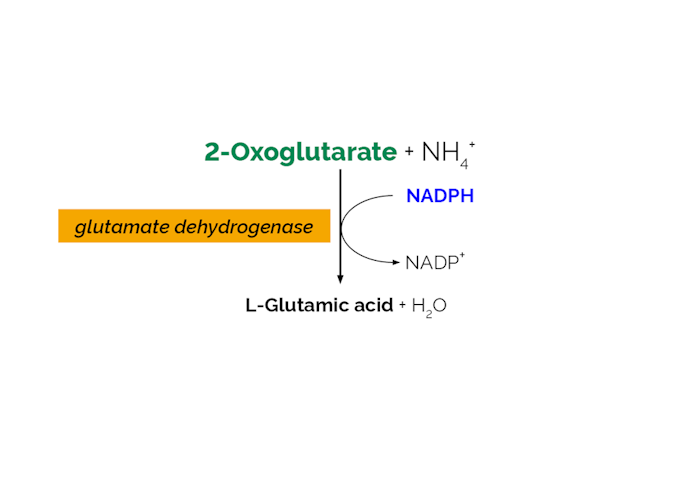 Megazyme_Scheme-K-AMIAR-ProdIm.png