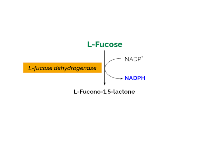 Megazyme_Scheme-K-FUCOSE-ProdIm.png