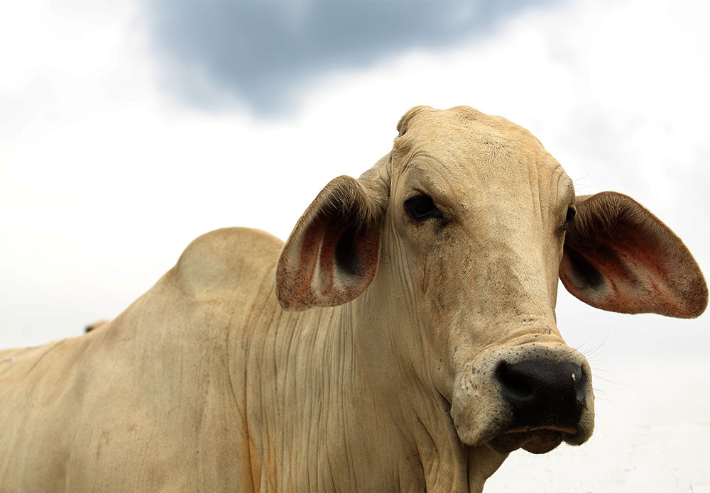 Official_28_GGP-Indicus-Brahman-Cow_Kit-Photo.png