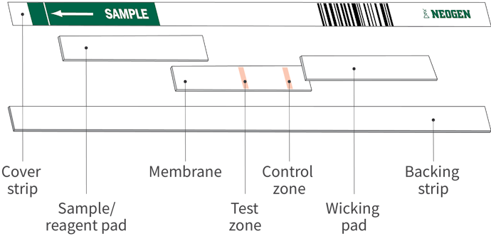 Official_BetaStar_Specifications-Photo.png
