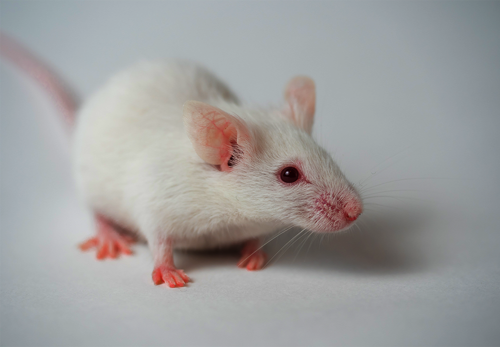 Official_553_minimuga-lab_mouse-2_kit-photo.png