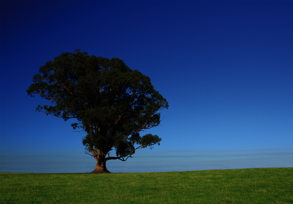 Official_578_Eucalyptus-Chip-tree_kit-photo.png