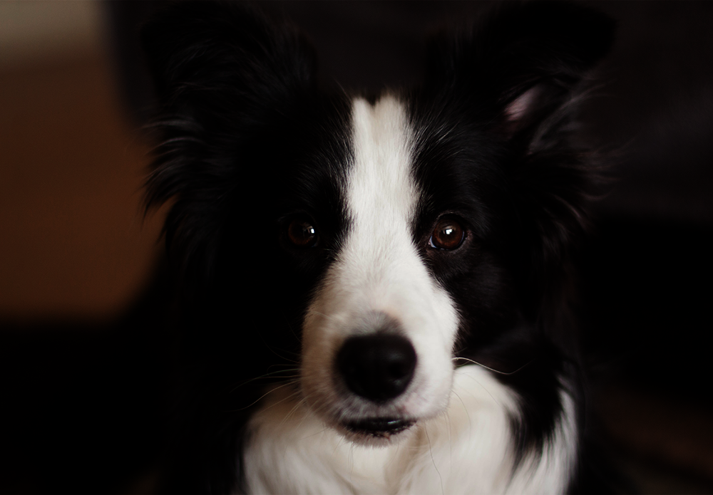 Canine SNP Parentage ISAG