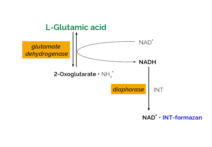 Megazyme_Scheme-K-GLUT-ProdIm.png