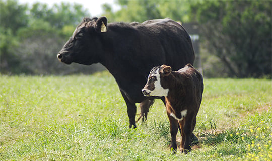 Beef cow with calf in pasture.