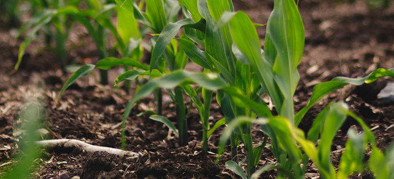image of crops growing