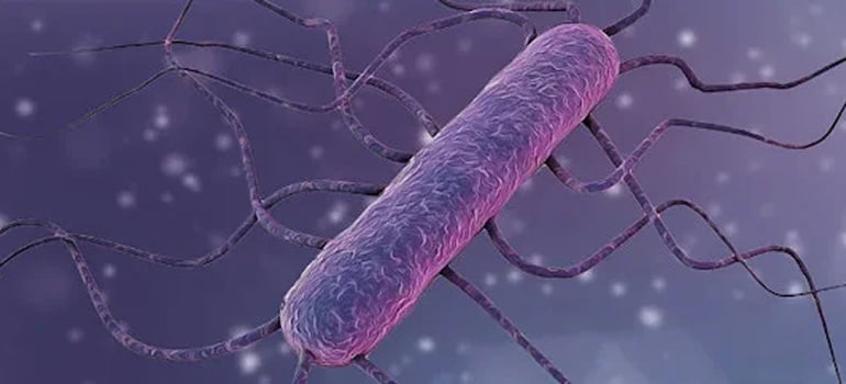 picture of Listeria monocytogenes: a Gram-positive, rod-shaped, bacterium