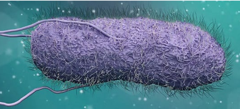 image of Salmonella microorganism