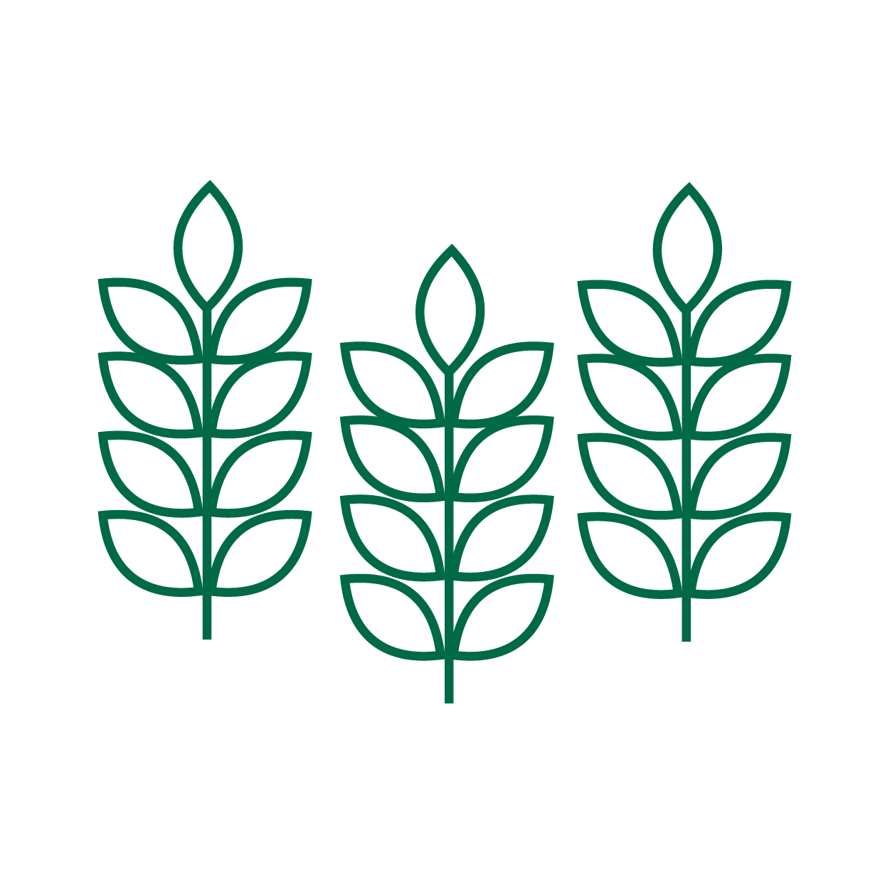 Wheat Illustration
