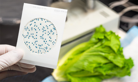 Gloved hand holding a petrifilm with bacterial colonies next to fresh lettuce, illustrating food safety testing for contamination.