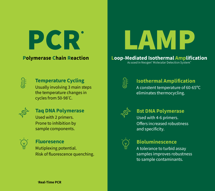 Diagram comparing LAMP and PCR workflows, highlighting constant‑temperature amplification in LAMP versus thermocycling in PCR.
