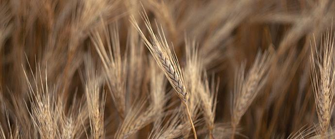 Wheat field close up of grain stalks.