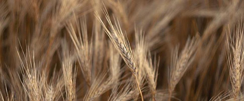Wheat field close up of grain stalks.