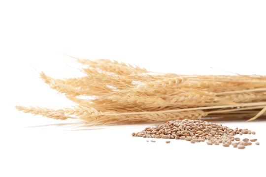 wheat grain plant for mycotoxin testing