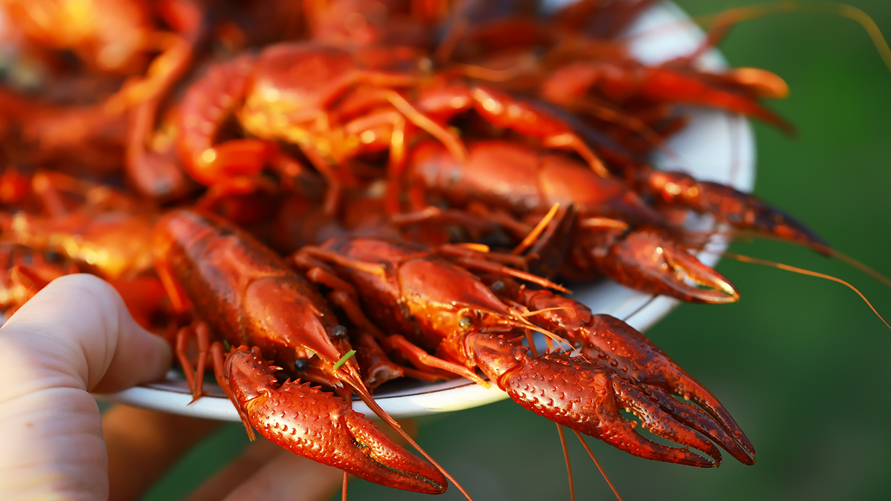A close-up view of a plate filled with bright red boiled crawfish, held in a hand, with sunlight highlighting their shells and claws.