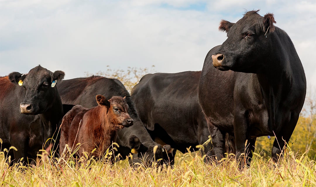 Three Beef Cattle