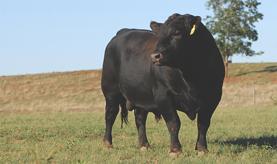 Angus Bull in Field