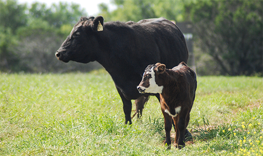 Beef cow with calf in pasture.
