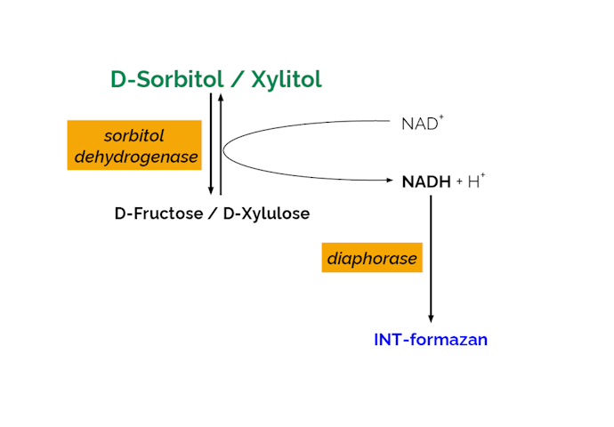 Megazyme_Scheme-K-SORB-ProdIm.png